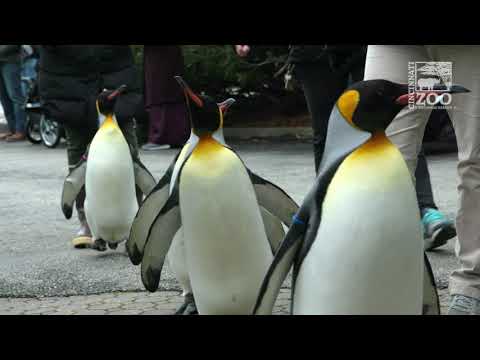 Penguin Parade 2021 - Cincinnati Zoo