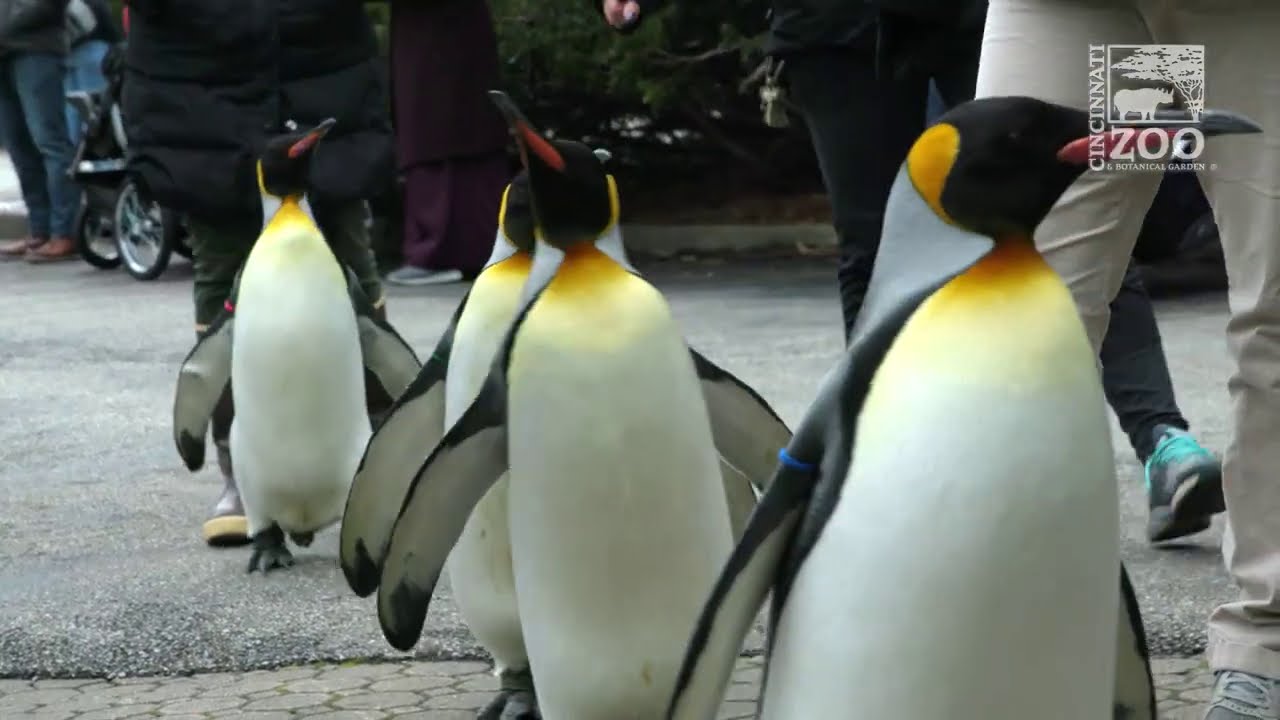 Penguin Parade 2021 - Cincinnati Zoo